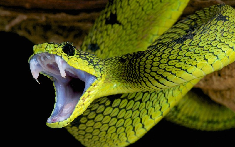 Nhận biết các loại rắn độc